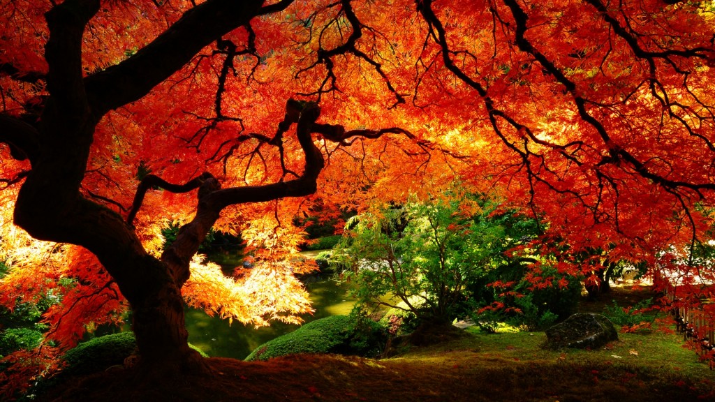 Fall colors