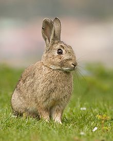 Killer rabbit, from Wikimedia Commons