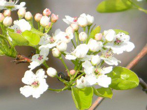 Some cherry blossoms