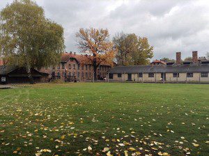 Green grass and flowers at Auschwitz