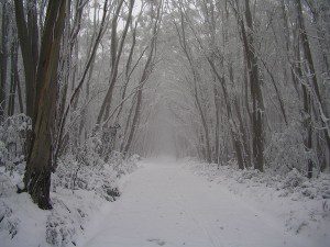 wide, snowy trail