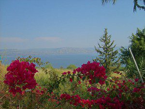 Flowers on the Mount of Beatitudes
