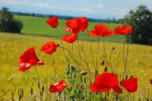 Field poppies?