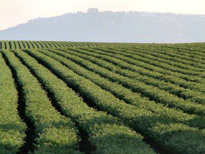 Galilean chickpeas