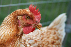 A close-up of a hen