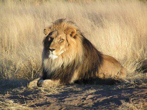 Lion in Waiting