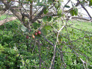 Vegetation in Israel or Palestine