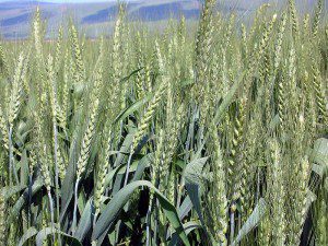 Israeli wheat, green