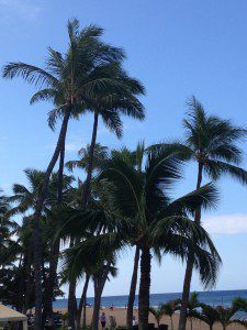 Maui palms, and jealousy