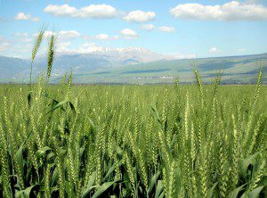 Hula wheat field, northern Israel, with Mt. Hermon