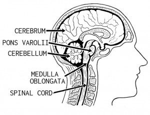 Line drawing of the brain