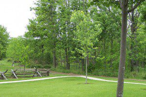 Approaching the Sacred Grove