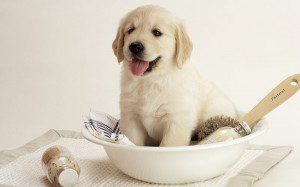 Golden Retriever puppy