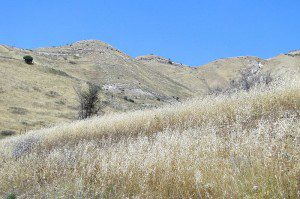 Galilean landscape in dry season