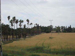 Israeli grain