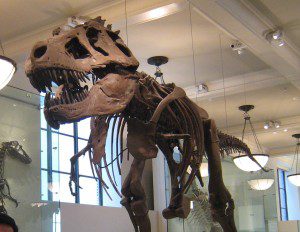 T-Rex in AMNH