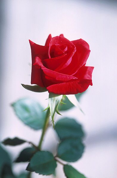 A red, red rose