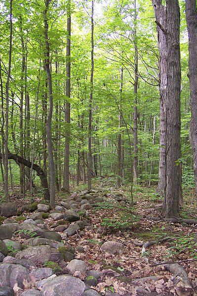 Sacred Grove photo