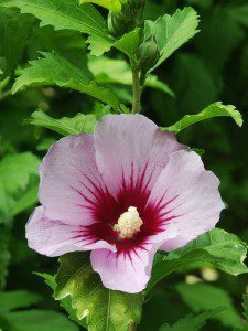 A Hibiscus syriacus in bloom