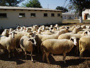 Sheep in a flock