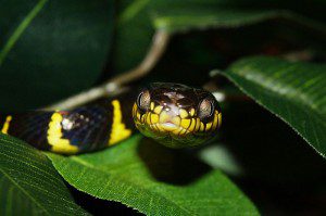 Snake close-up.
