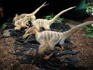 Three amigos (velociraptors)