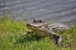An alligator, waiting to greet you.
