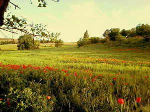 Beautiful natural scene