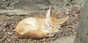 A sleeping vulpes zerda