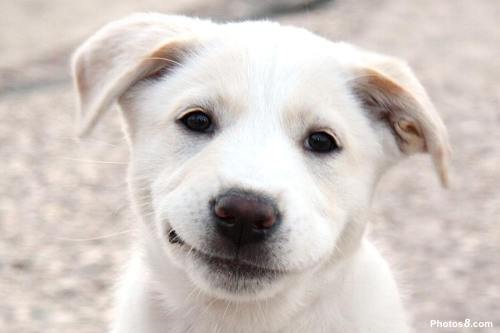 Happy-looking white dog