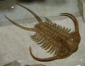 A trilobite