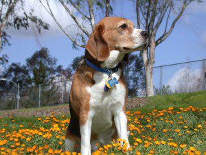 Six-year-oild beagle
