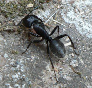 An ant 
