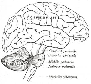 A human brain (illustration)