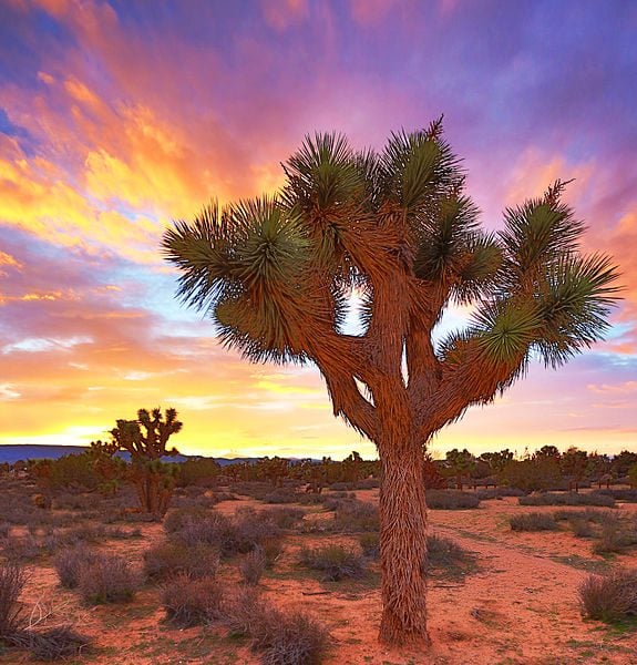 Rennett Stowe photo of a Joshua tree