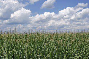 Cornfield
