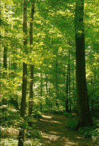 In the Sacred Grove, maybe