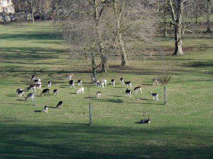 Deer in Oxford