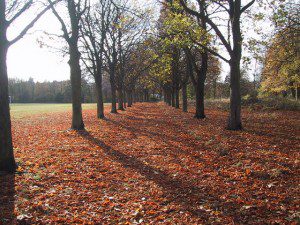 Autumn scene in Worcestershire