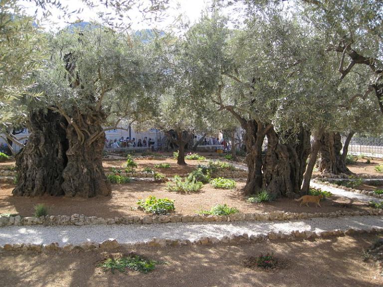 Gethsemane today