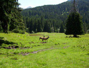 Dolomiti scene, with deer