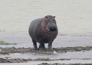 Das Nilpferd