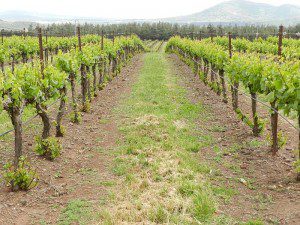 Israeli organic vineyard