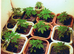 Marijuana plants under cultivation indoors