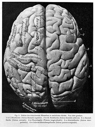 An adult male human brain