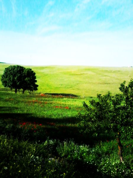 A meadow, somewhere