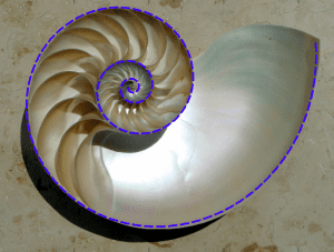 Nautilus shell cutaway