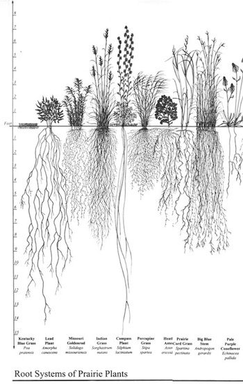 cross section of plants with roots