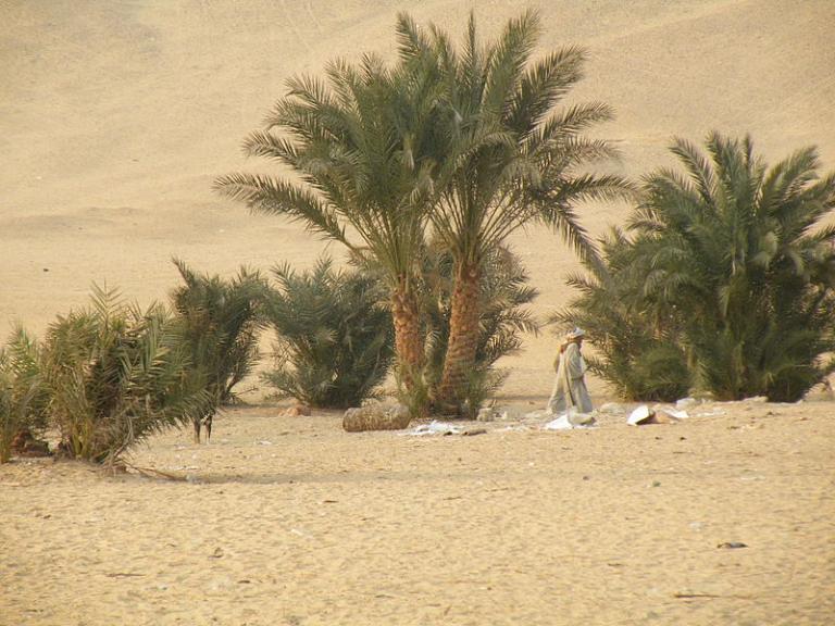 Palms in the desert near Saqqara