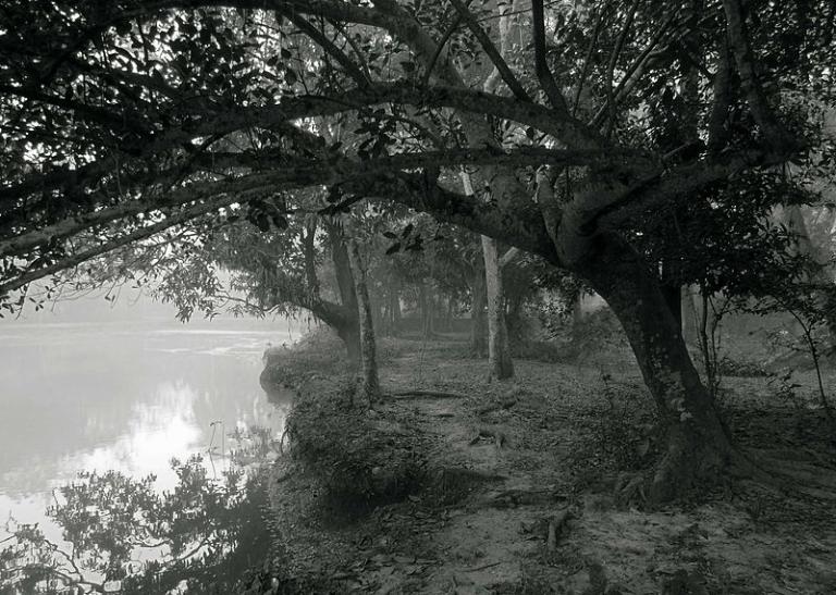 Rahman river and trees